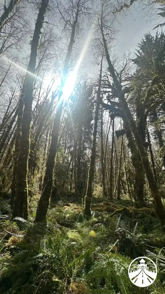 Moss-covered trees in the Bogachiel Rainforest, with dense green foliage and filtered light through the canopy.